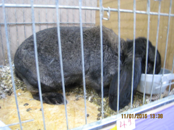 IMG_2107 - Expozitie Kondoros Ungaria 2015