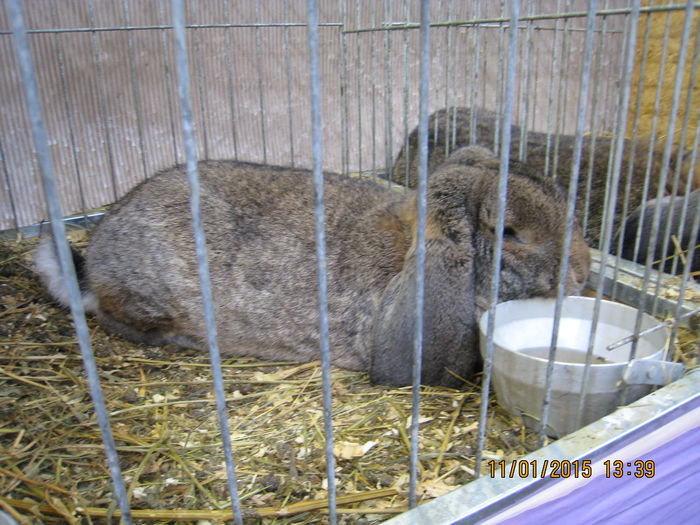 IMG_2108 - Expozitie Kondoros Ungaria 2015