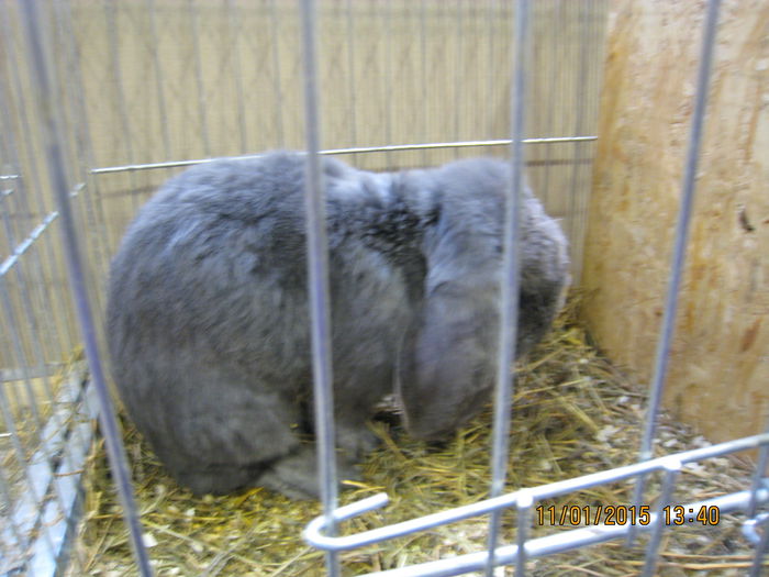 IMG_2113 - Expozitie Kondoros Ungaria 2015