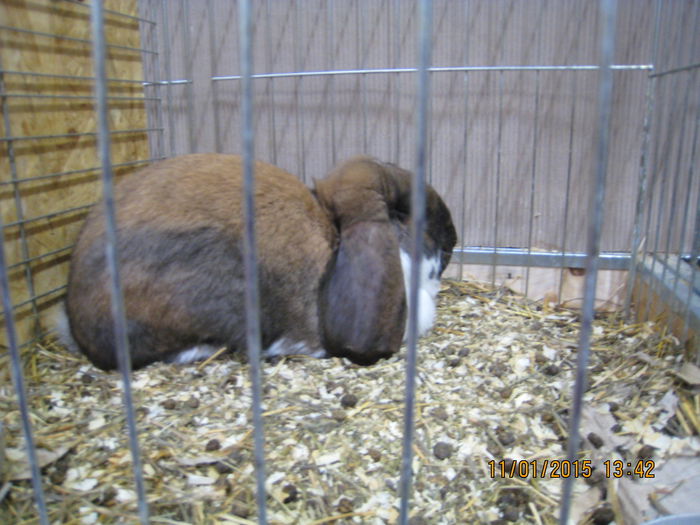 IMG_2114 - Expozitie Kondoros Ungaria 2015