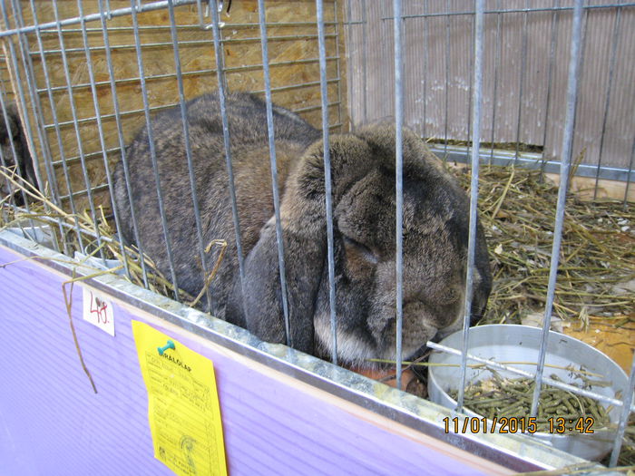 IMG_2116 - Expozitie Kondoros Ungaria 2015