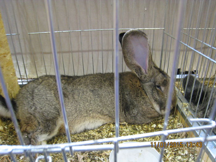 IMG_2118 - Expozitie Kondoros Ungaria 2015