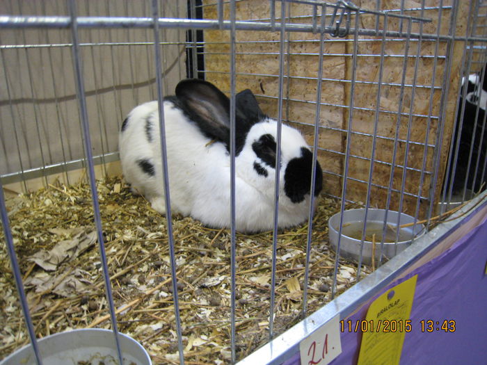 IMG_2122 - Expozitie Kondoros Ungaria 2015