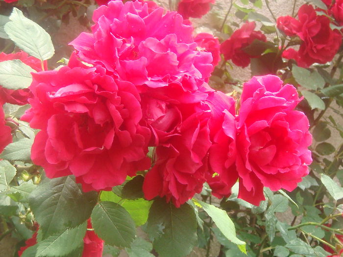 Blaze 2014.05.31 (5)