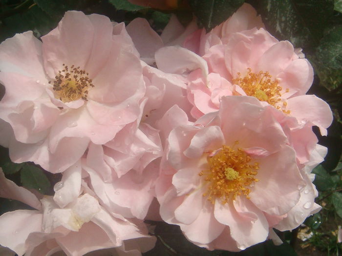 Clair Matin 2014.05.31 (2)