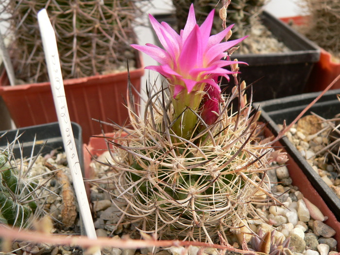 neoporteria_grandiflora_fl