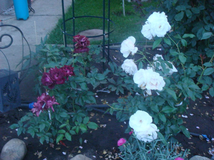 Iceberg si Burgundy Ice 12 iuni2 2014 - ICEBERG