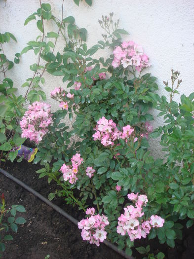 Kew Rambler 2014.05.28