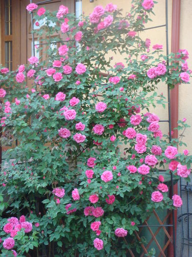 Zephirine Drouhin 2014.05.22