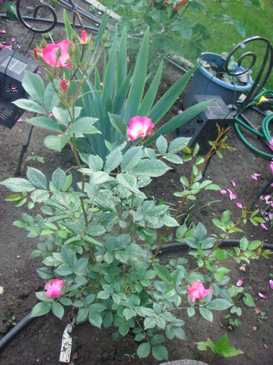 Bukavu 2014.05.28 (3)