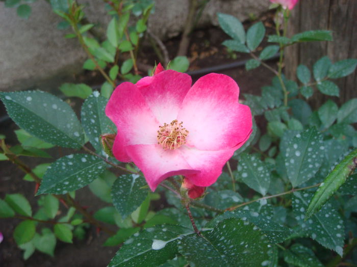 Bukavu 2014.05.28 (5)