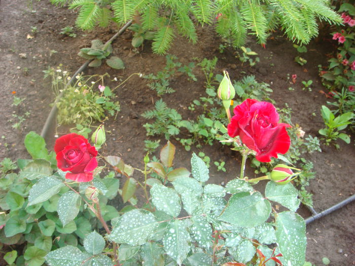 Deep Impression 2014.05.28 (4)