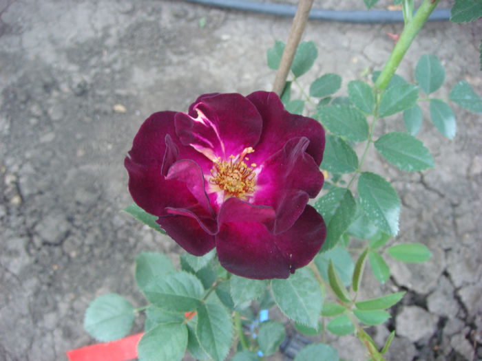 Routte 66 2014.05.24