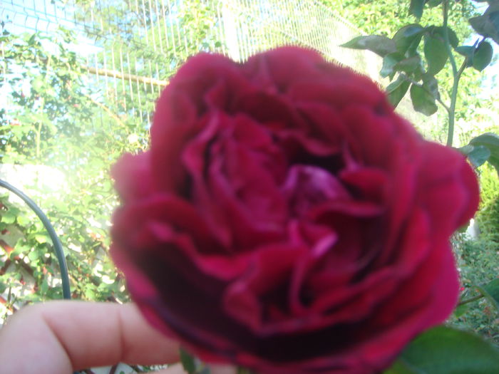 Souvenir du dr. Jamain 8.07. 2014