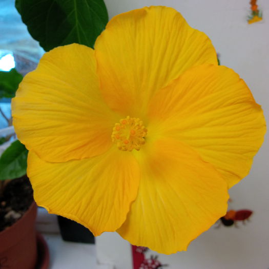 hibiscus galben - FLORI DIVERSE