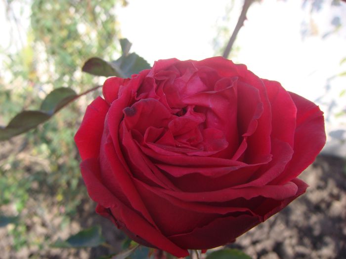 Chrysler Imperial 2013.11.05