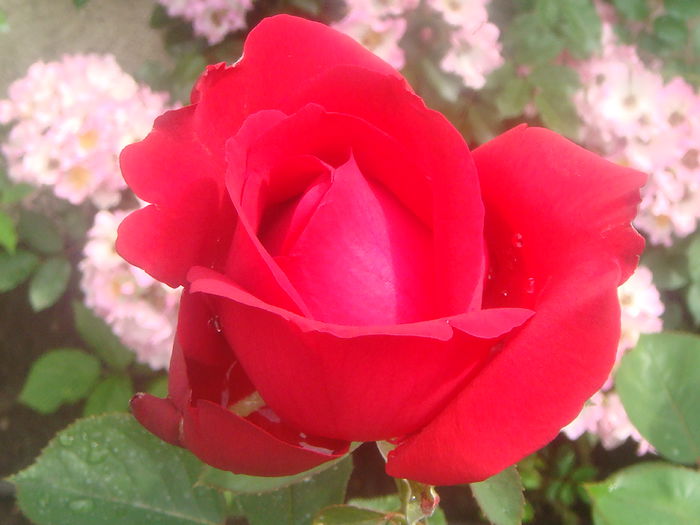 Chrysler Im perial 2014.05.30 (2)