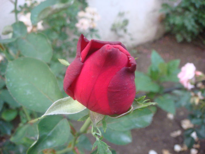 Chrysler Im perial 2014.06.20