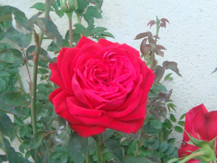 Chrysler Im perial 2014.07.01