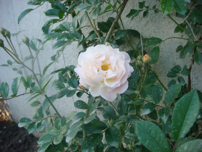 Ghislaine de Feligonde 2014.05.24