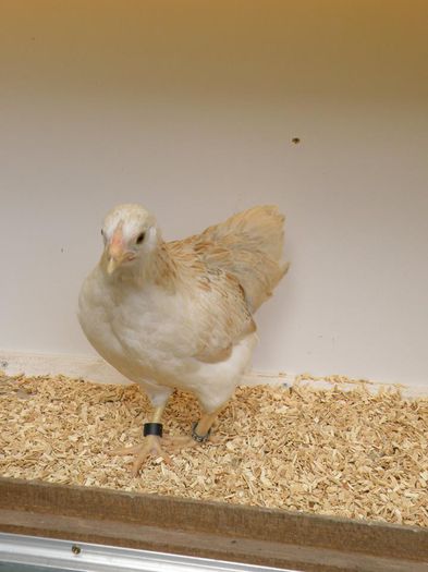 10931370_716540851794264_4902647060668175668_n