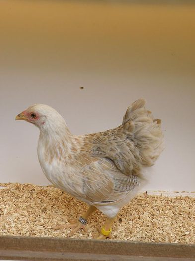 10898309_716540898460926_3010692022482309389_n