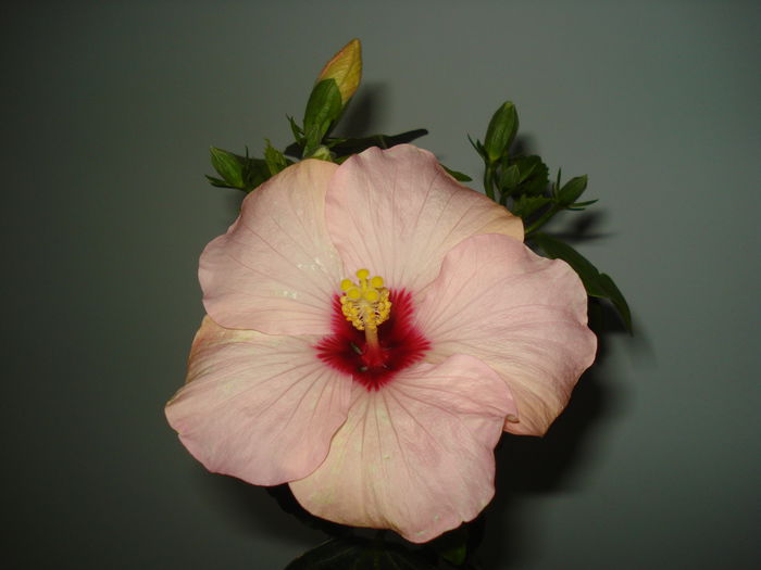 DSC09549 - HIBISCUS 2015