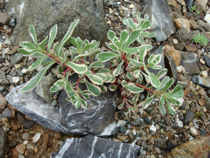 Sedum kamtschaticum 'variegata' - Sedum Hardy