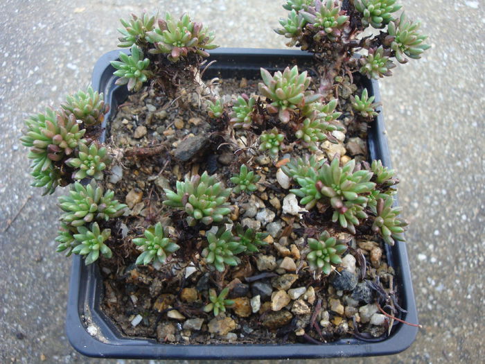 Sedum multiceps Coss. & Durieu 1862 - Sedum Hardy