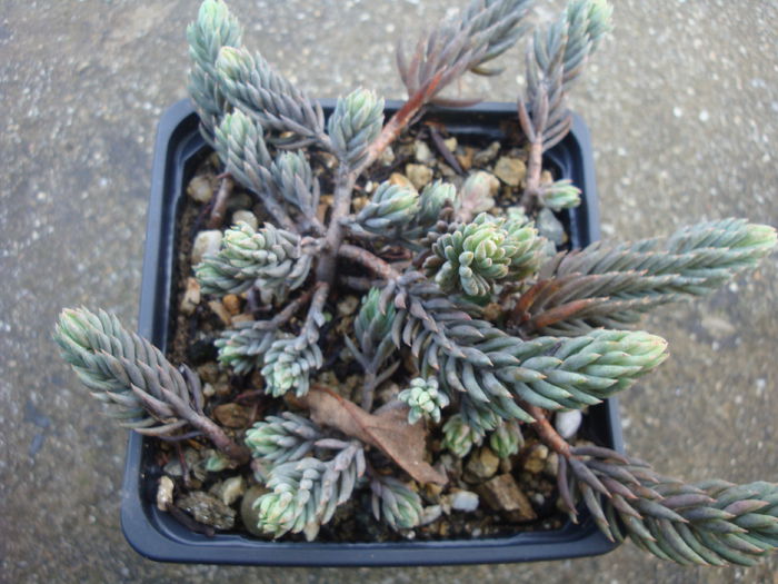 Sedum rupestre 'Blue Spruce' - Sedum Hardy