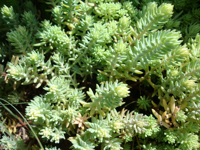 Sedum rupestre L. 1753