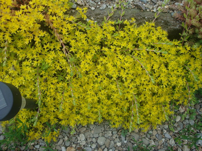 Sedum sarmentosum Bunge 1835 - Sedum Hardy