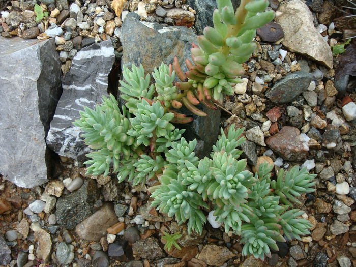 Sedum sediforme  (Jacq.) Pau 1909