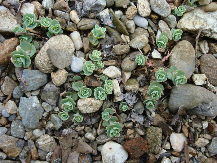 Sedum sieboldii      Regel 1856 - Sedum Hardy