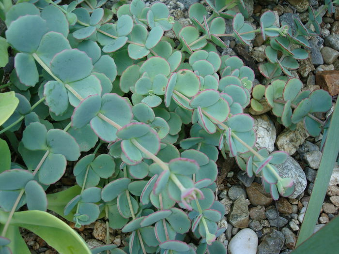 Sedum sieboldii    Regel 1856 - Sedum Hardy