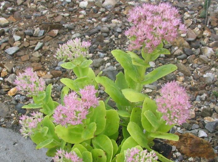 Sedum spectabile Boreau 1866; sinonim cu Hylotelephium spectabile (Boreau) H. Ohba.1977. Denumire acceptată Origine; China si Coreea.
