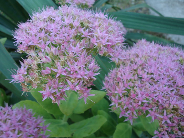 Sedum spectabile Boreau 1866 - Sedum Hardy