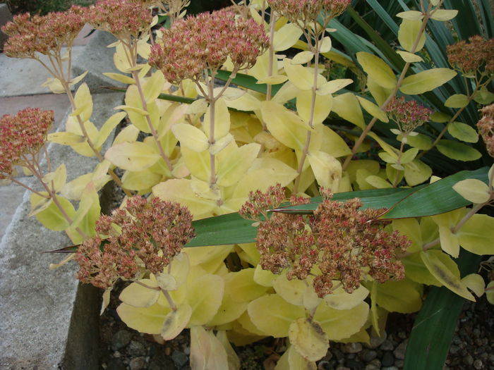 Sedum spectabile Boreau 1866; sinonim cu Hylotelephium spectabile (Boreau) H. Ohba.1977. Denumire acceptată Origine; China si Coreea.
