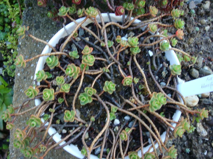 Sedum spurium  M.Bieb.1808. - Sedum Hardy