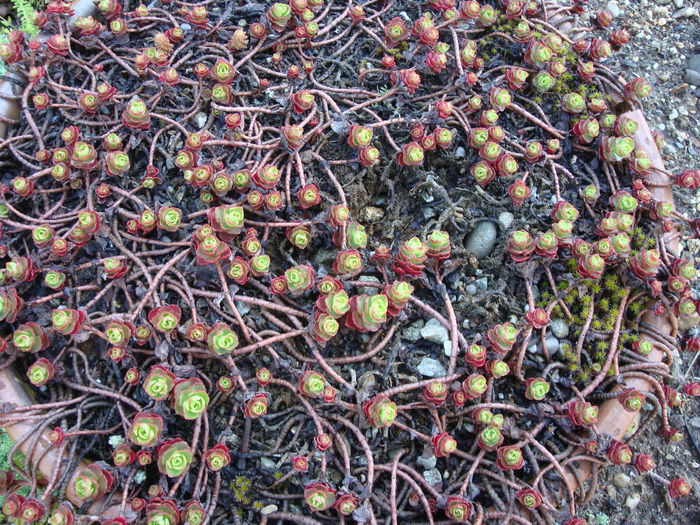 Sedum spurium 'Red Carpet' - Sedum Hardy