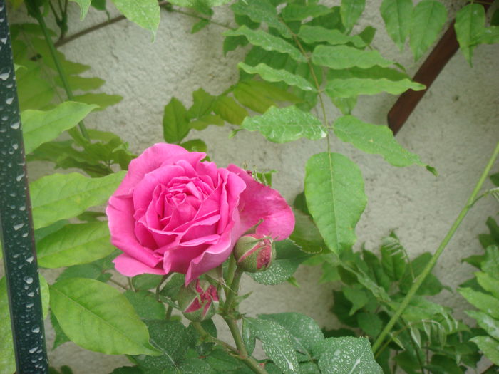 Mme Isaac Pereire  2014.05.23 (5)