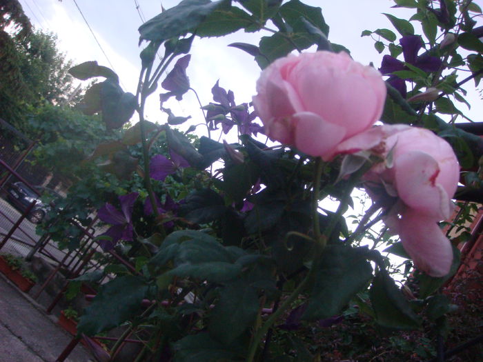 Nahema 2014.06.30 (4)