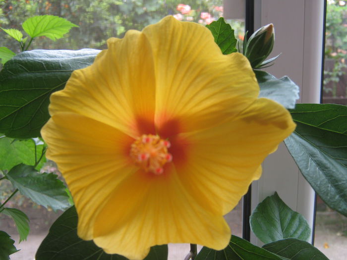 Picture My plants 754 - Hibiscus Kim