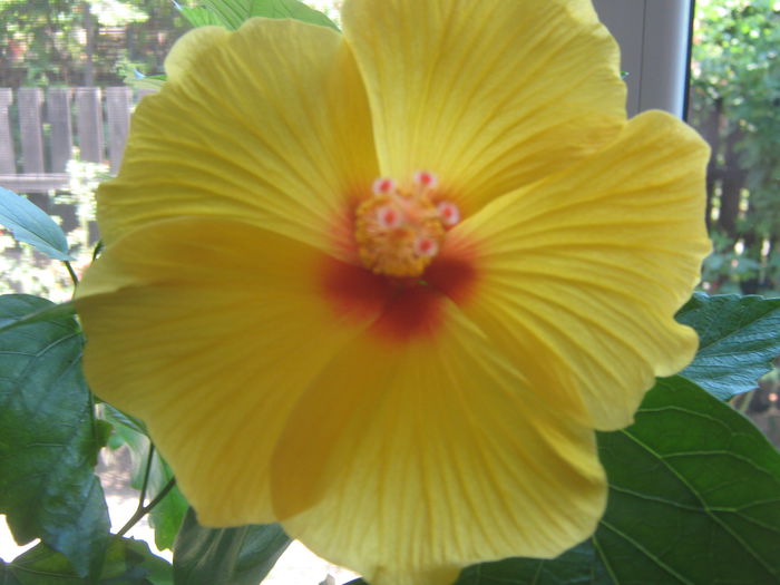 Picture My plants 815 - Hibiscus Kim