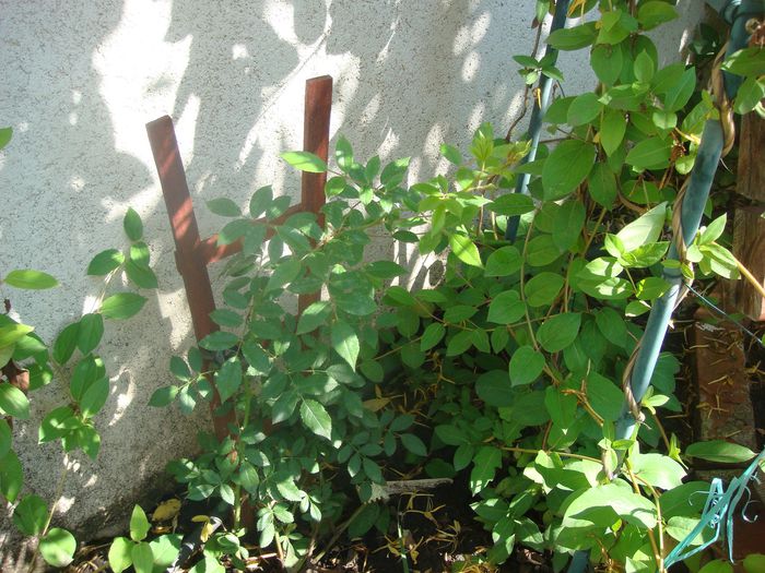 Gislaine de Feligonde - primul an 2013.06.09