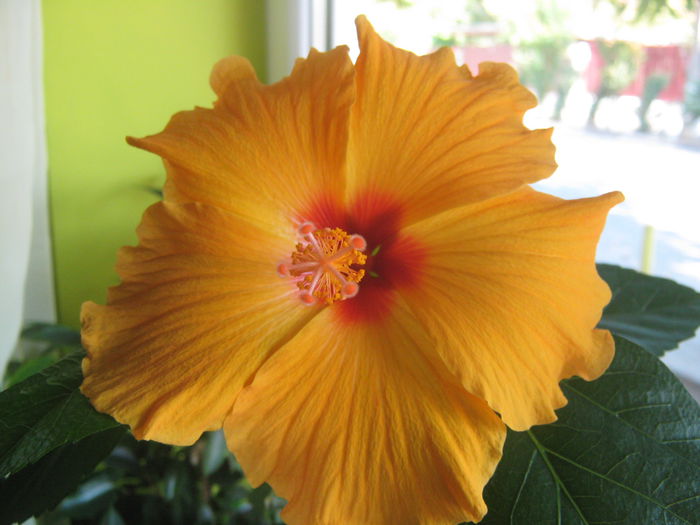 Picture My plants 1721 - Hibiscus Kim