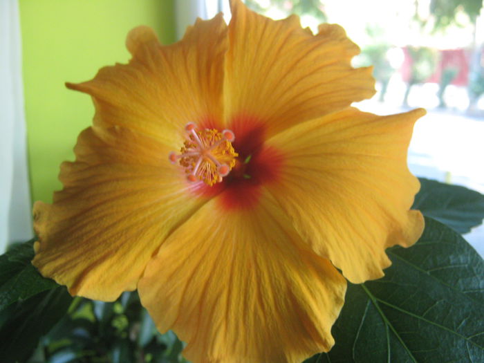 Picture My plants 1719 - Hibiscus Kim