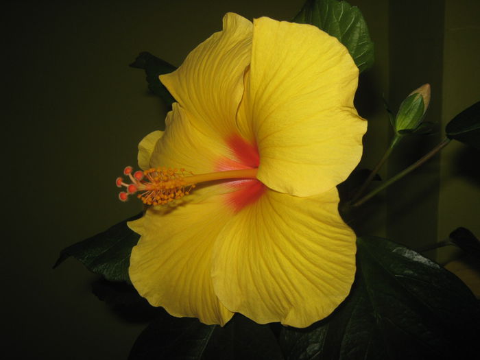 Picture My plants 1899 - Hibiscus Kim