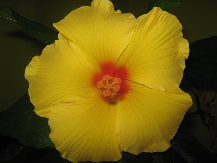 Picture My plants 1902