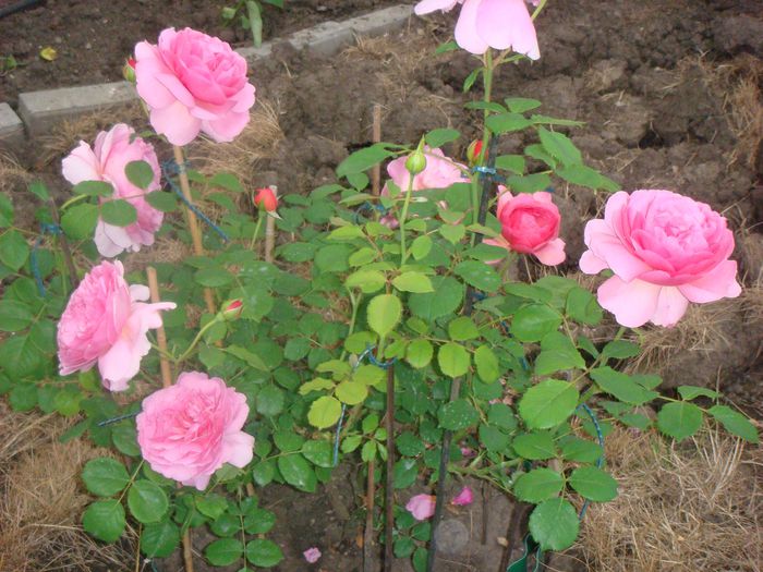 Princess Alexandra of Kent 2013.05.26